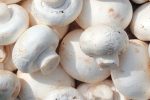 تولید سالانه ۶۵۰ تن قارچ خوراکی در جویبار