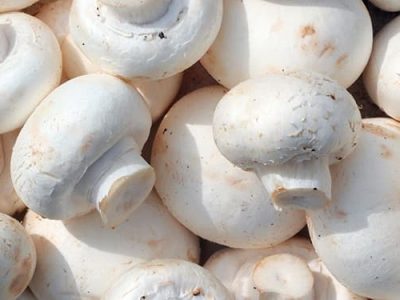 تولید سالانه ۶۵۰ تن قارچ خوراکی در جویبار