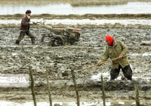 شخم و شیار اولیه بیش از ۶۰ درصد زمین های شالیزاری درشهرستان جویبار