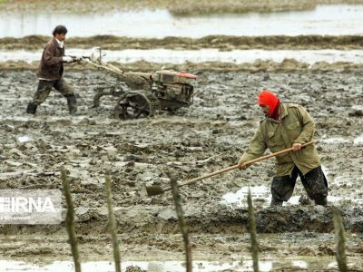 شخم و شیار اولیه بیش از ۶۰ درصد زمین های شالیزاری درشهرستان جویبار