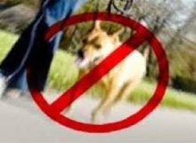 سگ‌گردانی در مازندران ممنوع می‌شود؟