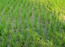 نشاکاری ۱۰ هزار هکتار از شالیزارهای جویبار