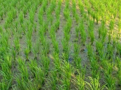 نشاکاری ۱۰ هزار هکتار از شالیزارهای جویبار