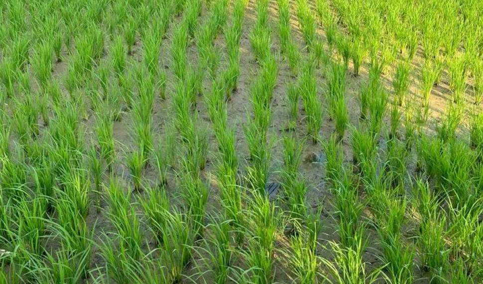 نشاکاری ۱۰ هزار هکتار از شالیزارهای جویبار