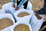 خرید تضمینی ۱۸۶ هزار تن گندم از کشاورزان