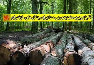 قاچاق چوب؛ تهدیدی بی‌صدا برای جنگل‌های مازندران