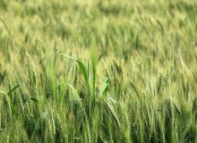 آغاز کشت جو در ۶۴ هکتار از اراضی کشاورزی جویبار