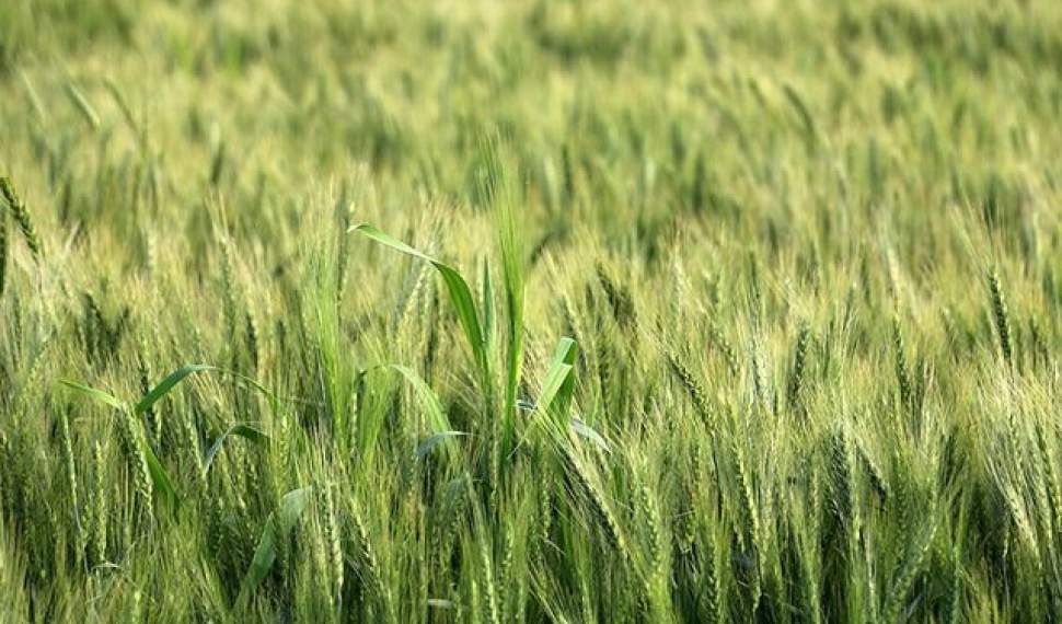 آغاز کشت جو در ۶۴ هکتار از اراضی کشاورزی جویبار