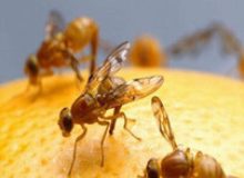 پایش گسترده مگس میوه در جویبار