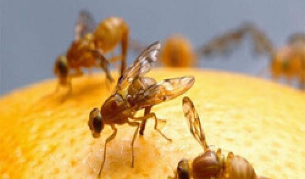 پایش گسترده مگس میوه در جویبار