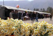 ۷ دی‌ماه آغاز هشتمین دوره جشنواره گل نرگس جویبار