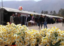 ۷ دی‌ماه آغاز هشتمین دوره جشنواره گل نرگس جویبار