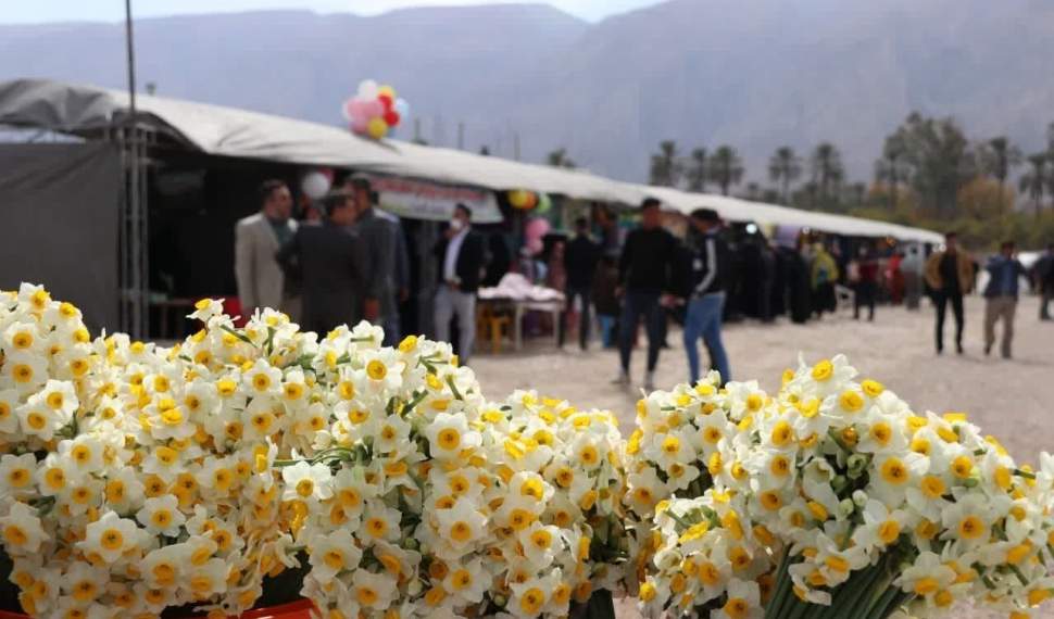 ۷ دی‌ماه آغاز هشتمین دوره جشنواره گل نرگس جویبار