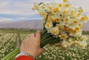 نذر ۸۰۰۰ شاخه گل نرگس جویبار به آستان امام رضا (ع)