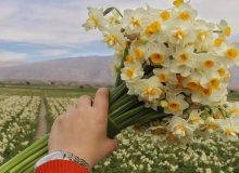 نذر ۸۰۰۰ شاخه گل نرگس جویبار به آستان امام رضا (ع)