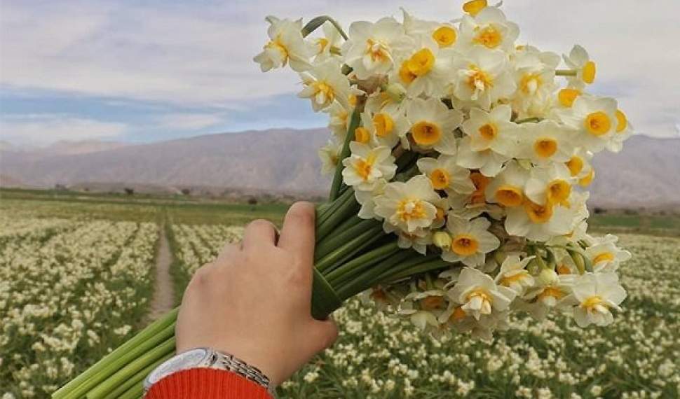 نذر ۸۰۰۰ شاخه گل نرگس جویبار به آستان امام رضا (ع)