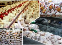 ثبات در بازار مرغ با تامین ۱۲ هزار تُن نهاده دامی