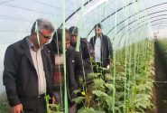پایش سلامت محصولات؛ بازدید مشترک از گلخانه‌های خیار جویبار