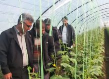 پایش سلامت محصولات؛ بازدید مشترک از گلخانههای خیار جویبار