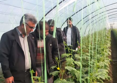 پایش سلامت محصولات؛ بازدید مشترک از گلخانه‌های خیار جویبار
