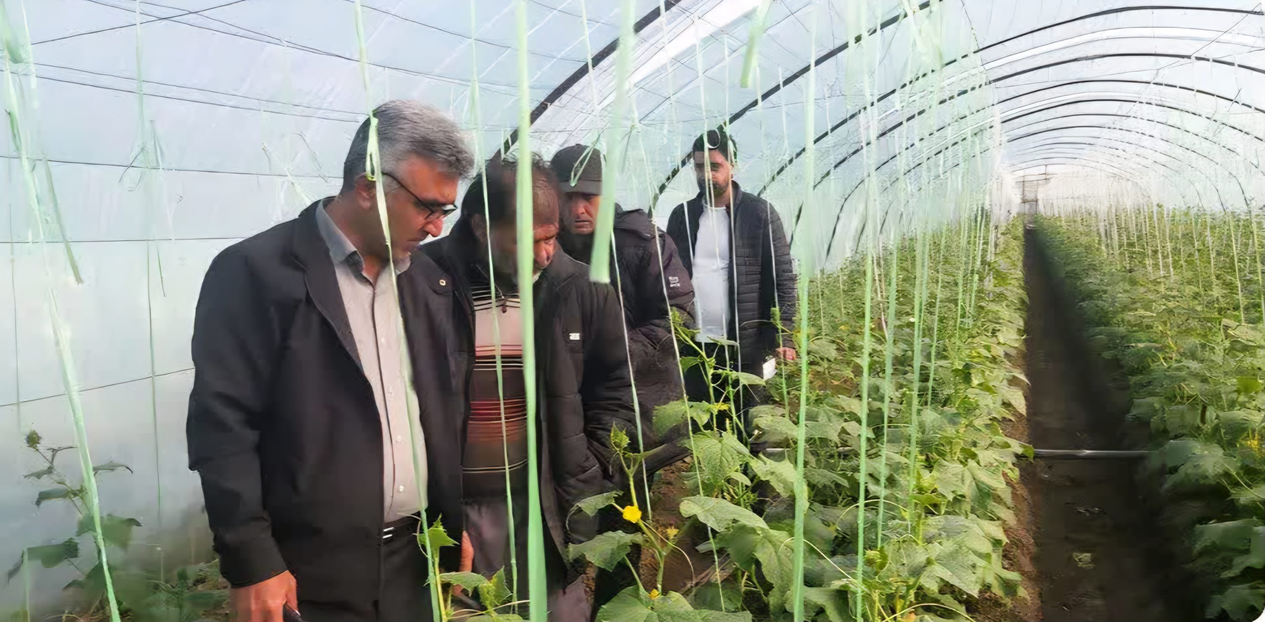 پایش سلامت محصولات؛ بازدید مشترک از گلخانههای خیار جویبار
