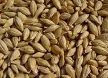 توزیع ۱۵۰ تن نهاده دامی با نرخ ارز قدیم میان دامداران جویبار