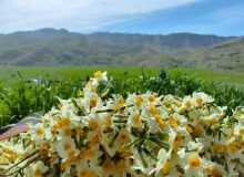 عطر نرگس در جویبار پیچید