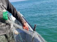 دستگیری ۹ شکارچی غیرمجاز دریایی در جویبار