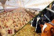تداوم رشد تولیدات دامی و طیور در شرایط جنگی
