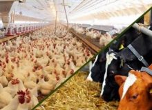 تداوم رشد تولیدات دامی و طیور در شرایط جنگی