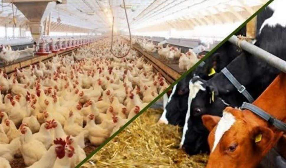 تداوم رشد تولیدات دامی و طیور در شرایط جنگی